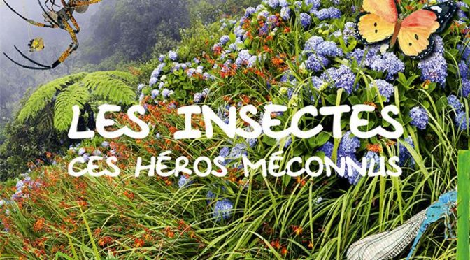 Les insectes, ces héros méconnus