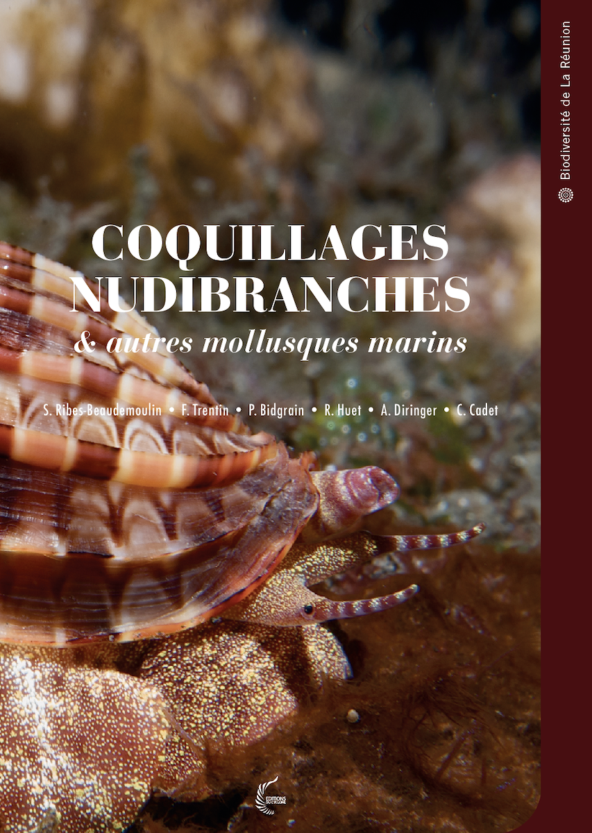 Coquillages, nudibranches et autres mollusques