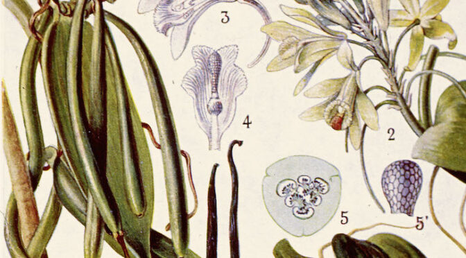 Le fruit le plus rare ou la vie d’Edmond Albius