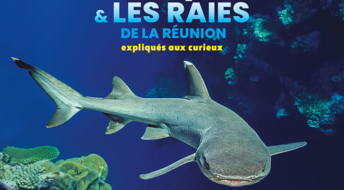 Les requins & les raies de La Réunion expliqués aux curieux